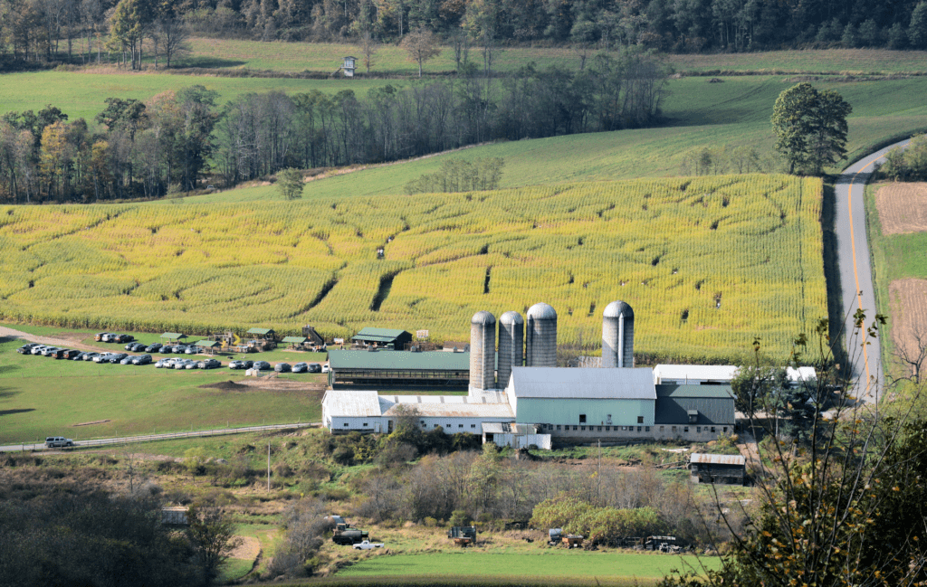 Cove Run Farms Corn Maze 2024 Autumn Glory Festival