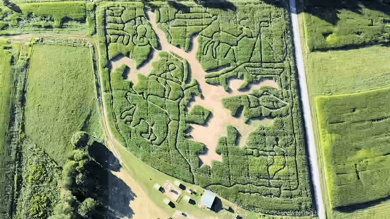 Read more about the article Cove Run Farms Corn Maze